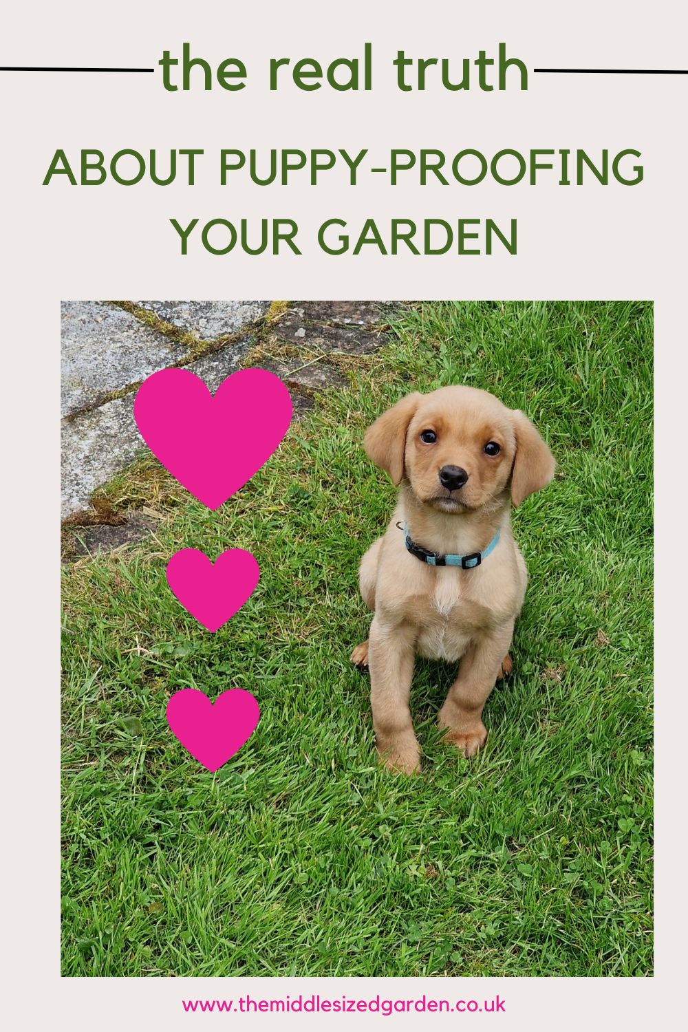 Pet-proof your yard – 7 smart ideas that mainly work – and three to stay away from! – The Heart-Sized Yard