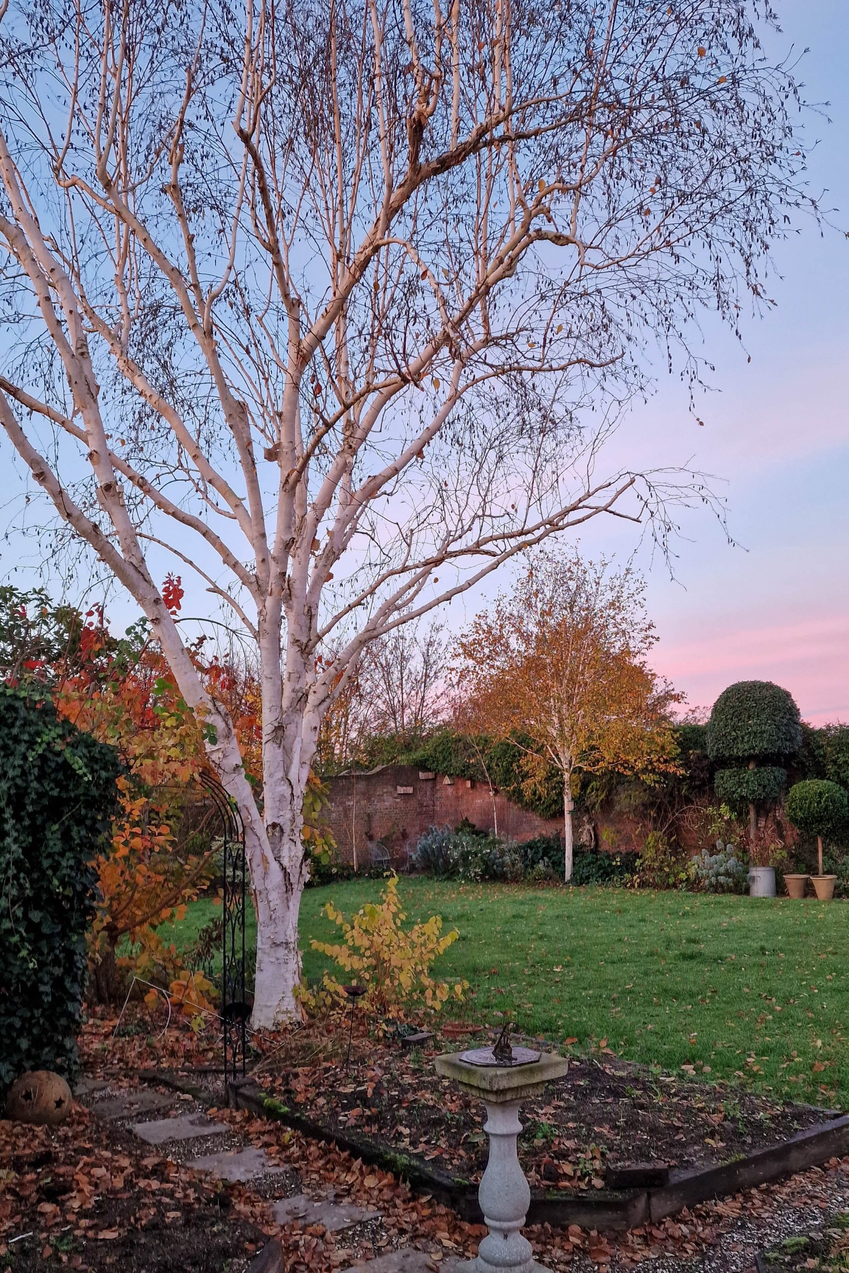 Top tips for trees – what you really need to know before you prune your trees – The Middle-Sized Garden