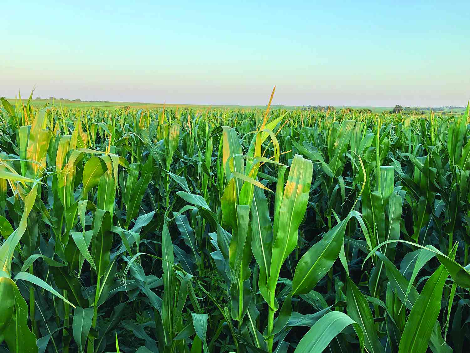 Finish Strong With a Late-season Nitrogen Application That May Help Corn Yields