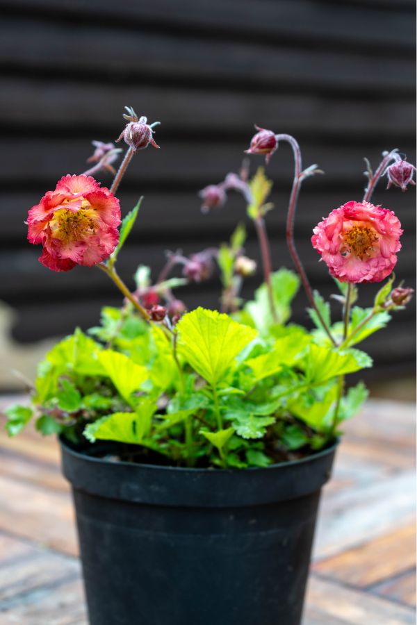 7 lovely border crops to plant in spring (plus planting suggestions!) – The Center-Sized Backyard