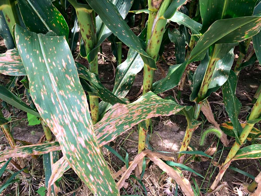 Four Tips for Managing Crop Disease