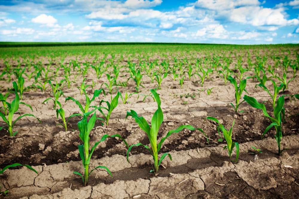 How to Manage Corn and Soybean Crops in Wet and Weedy Conditions