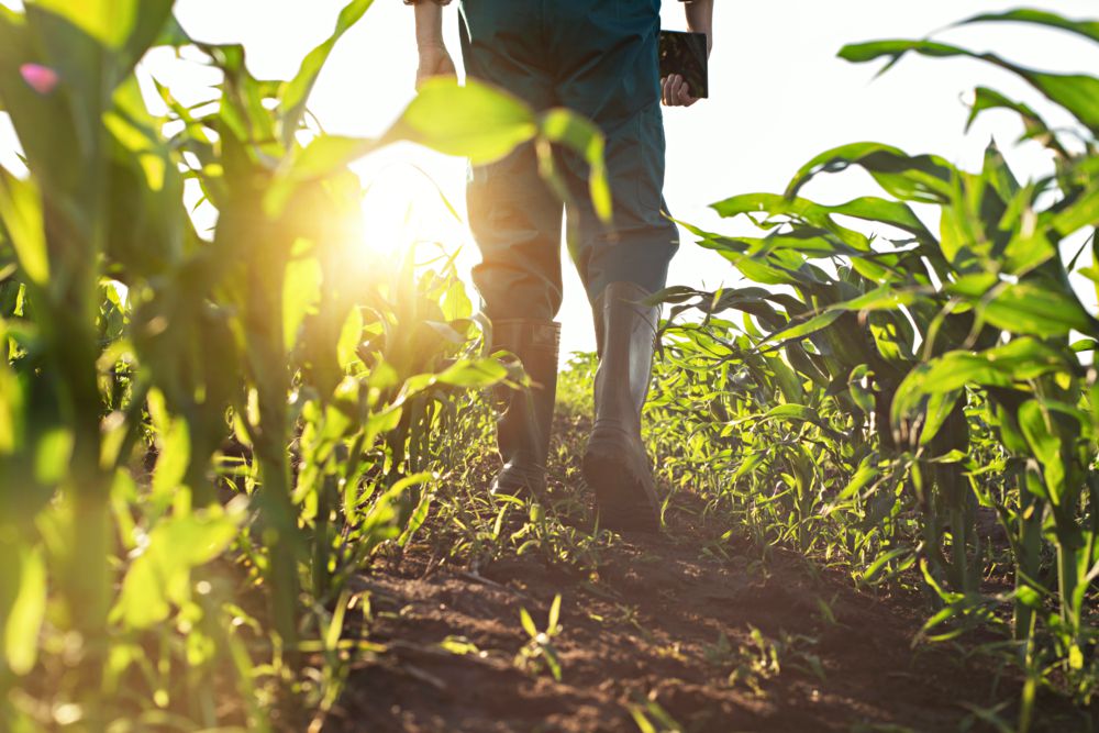 Prioritize Crop Scouting Throughout the Growing Season