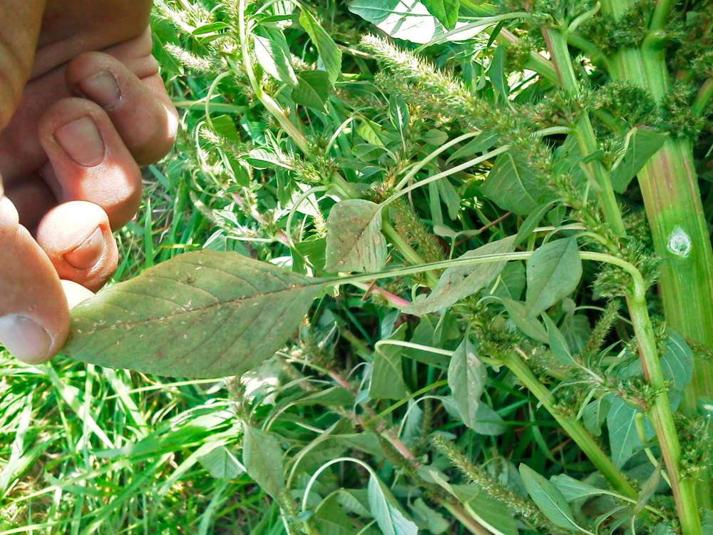 Stop the Spread of Harmful Pigweeds