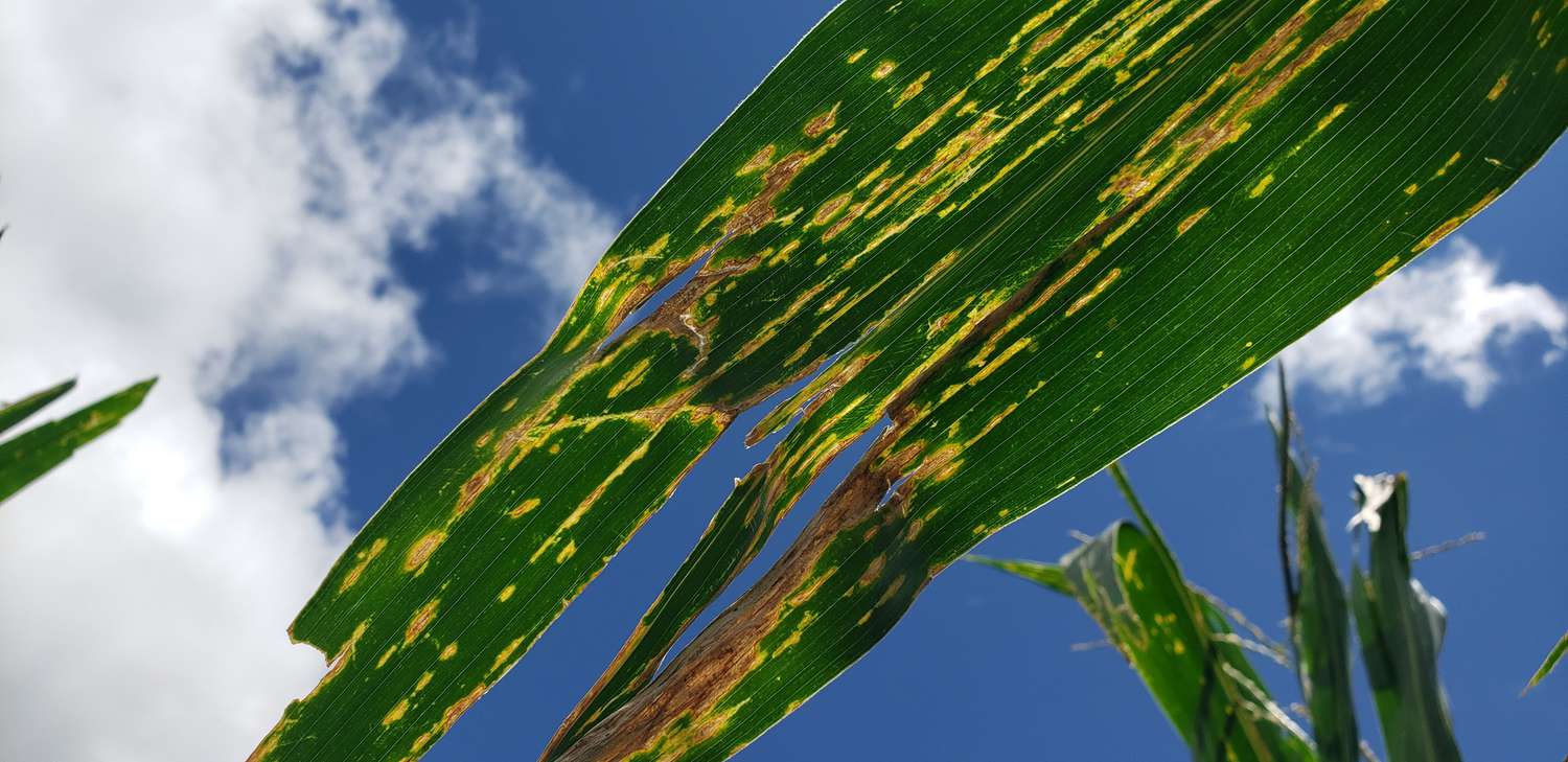 Tips for Managing Bacterial Diseases in Corn