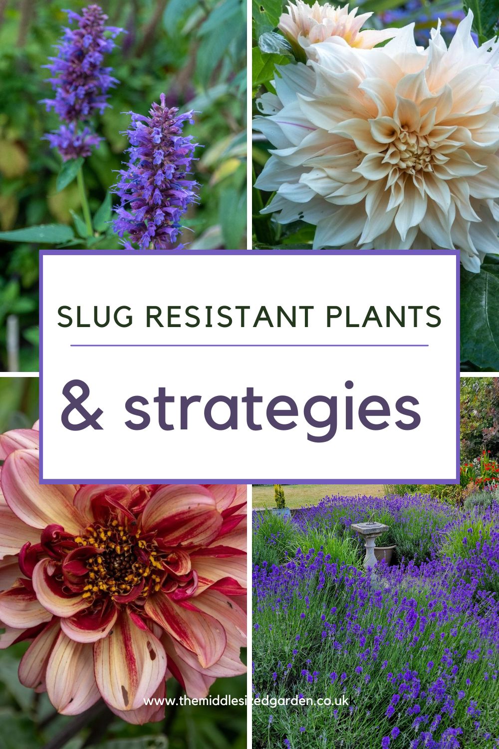 5 types of slug resistant plants – the easy way to beat snails and slugs in the garden – The Middle-Sized Garden