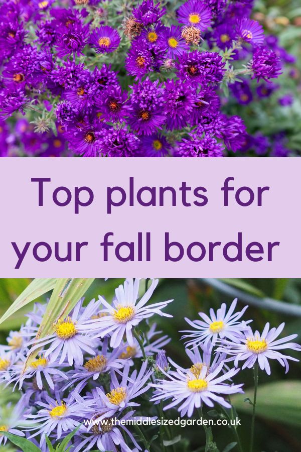 10 top autumn garden tips and plants – The Middle-Sized Garden