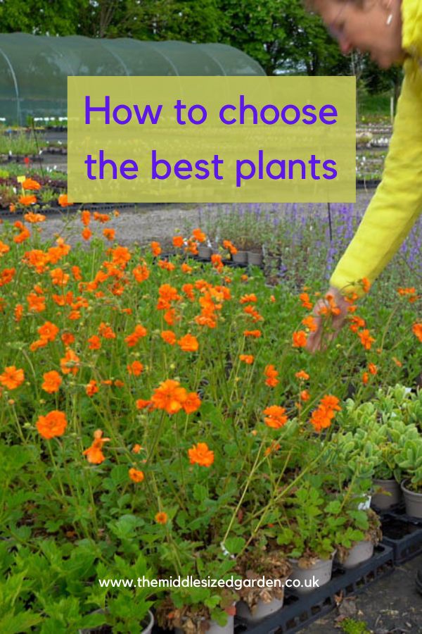 5 top tips on how to choose the best plants for your garden – The Middle-Sized Garden