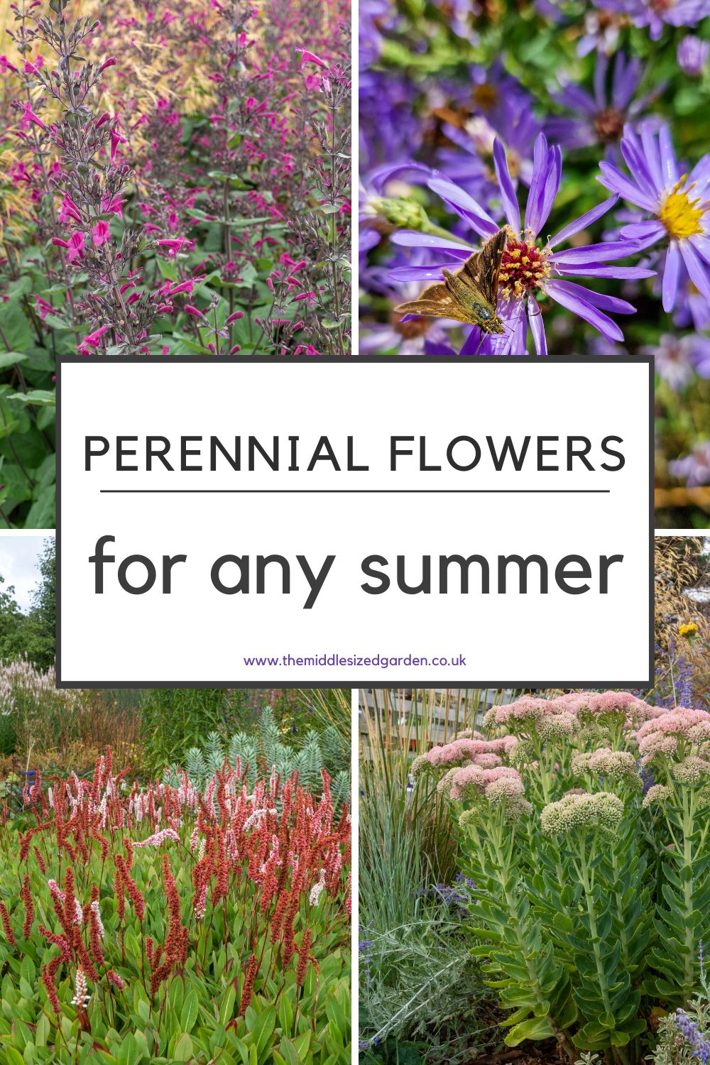 10 beautiful but tough perennials for too wet and too dry summers – The Middle-Sized Garden