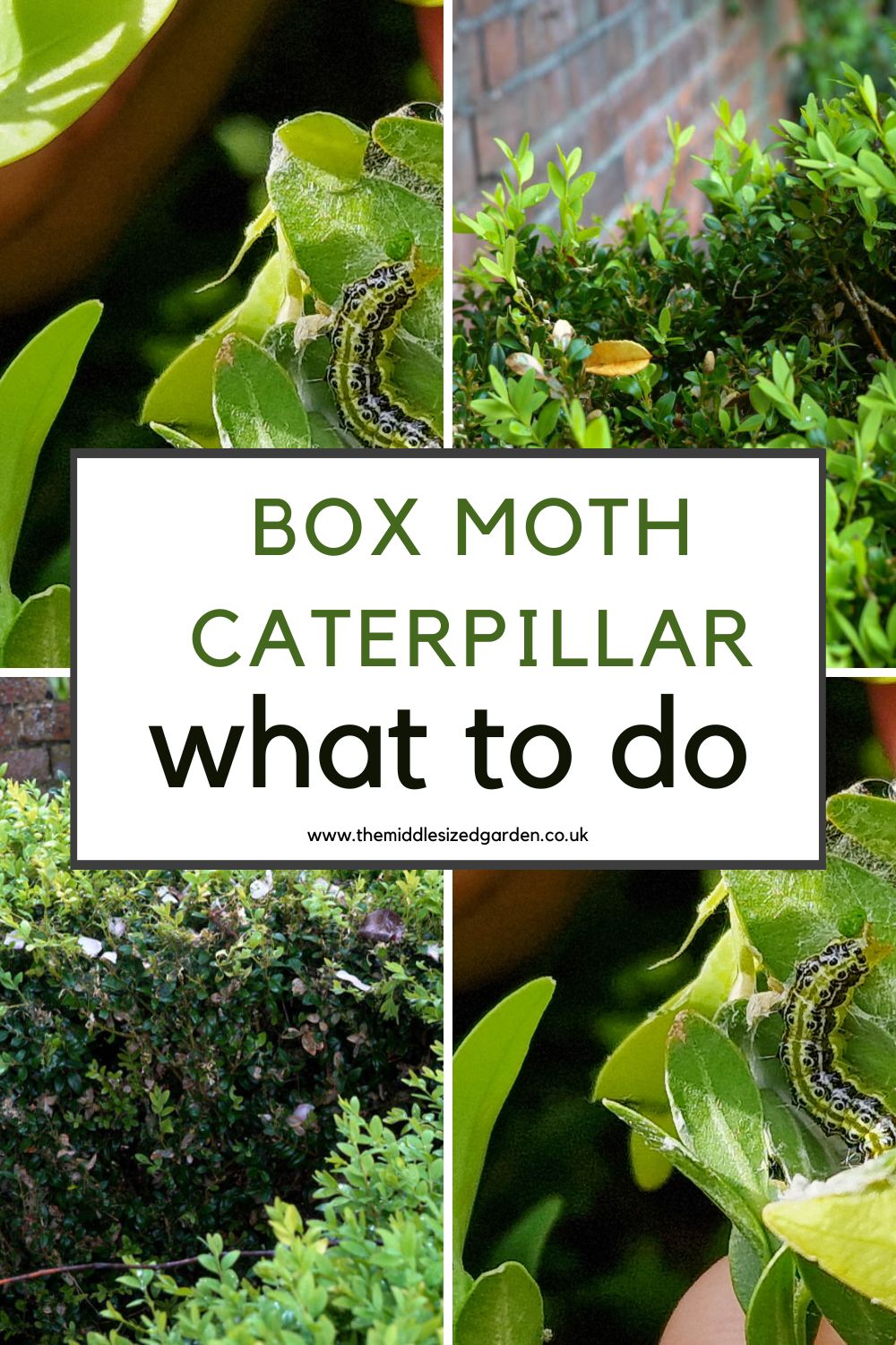 How to spot box tree moth caterpillars – the best ways to deal with it! – The Middle-Sized Garden