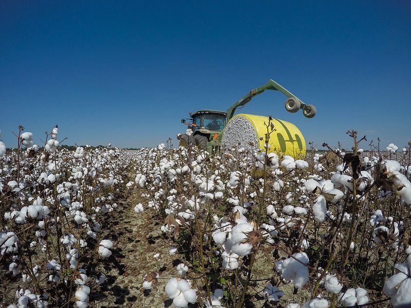 Pattern Ag Brings Predictive Analytics to Cotton Farmers